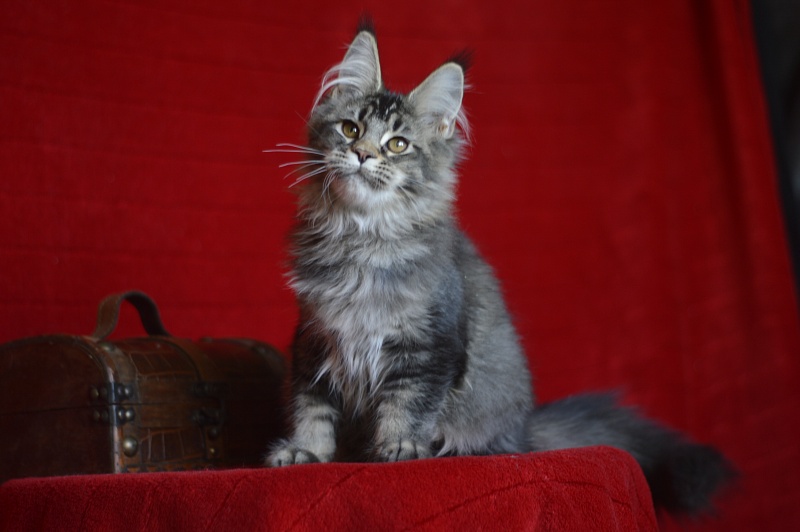 Margosha Akbars - Kitten maine-coon 3 months 3 weeks