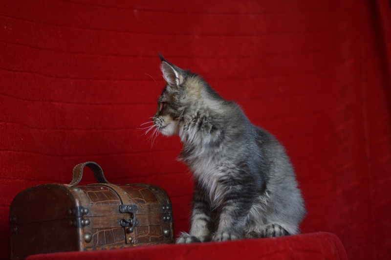 Margosha Akbars - Kitten maine-coon 3 months 3 weeks