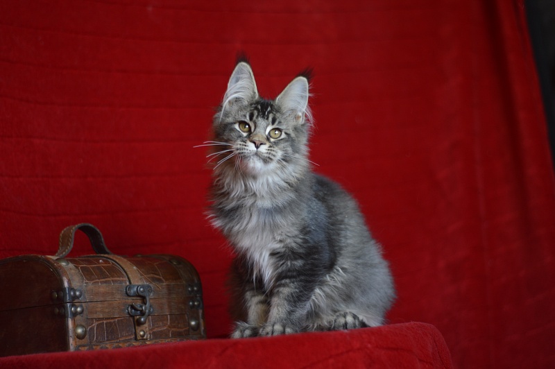 Margosha Akbars - Kitten maine-coon 3 months 3 weeks