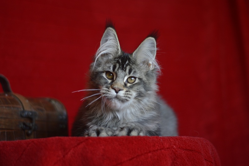 Margosha Akbars - Kitten maine-coon 3 months 3 weeks