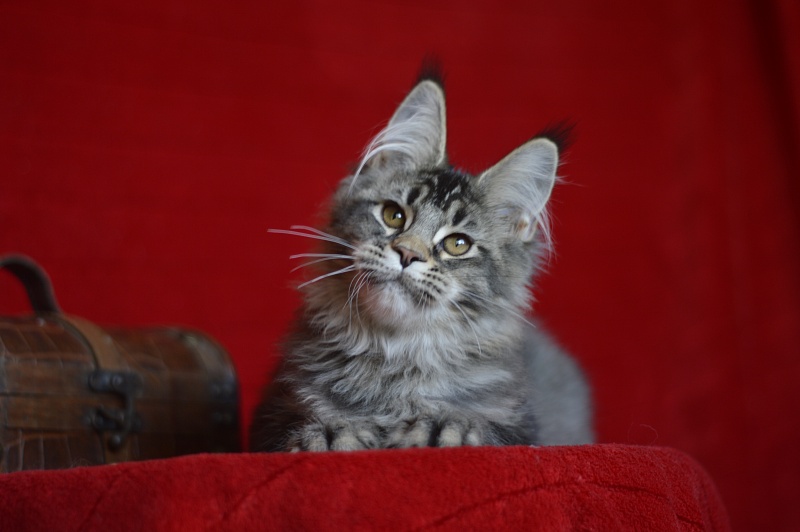 Margosha Akbars - Kitten maine-coon 3 months 3 weeks