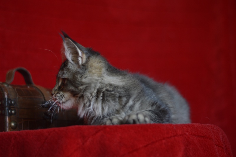 Margosha Akbars - Kitten maine-coon 3 months 3 weeks