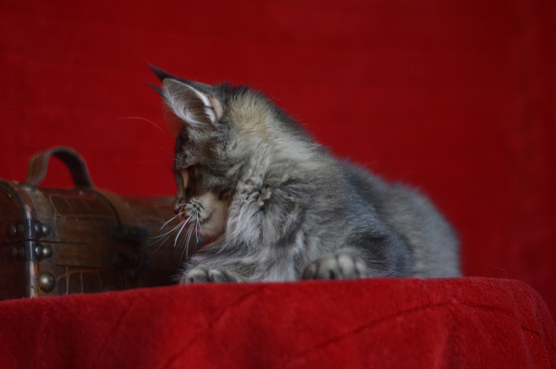 Margosha Akbars - Kitten maine-coon 3 months 3 weeks