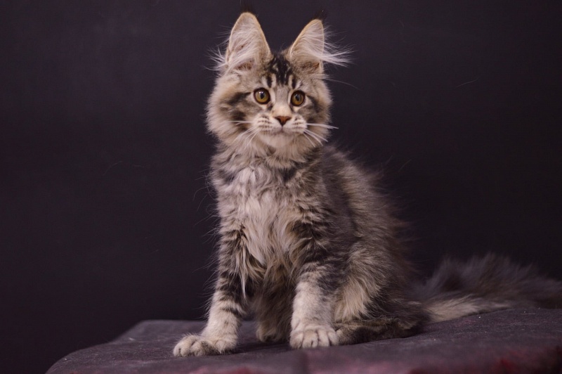 Margosha Akbars - Kitten maine-coon 3 months