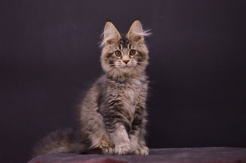 Margosha Akbars - Kitten maine-coon 3 months