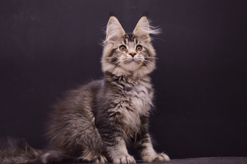 Margosha Akbars - Kitten maine-coon 3 months
