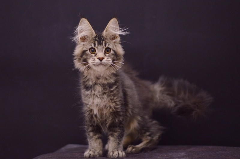 Margosha Akbars - Kitten maine-coon 3 months