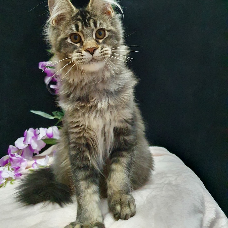 Margosha Akbars - Kitten maine-coon 3 months 3 weeks