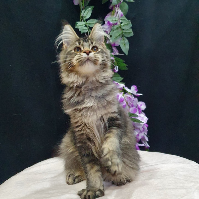 Margosha Akbars - Kitten maine-coon 3 months 3 weeks