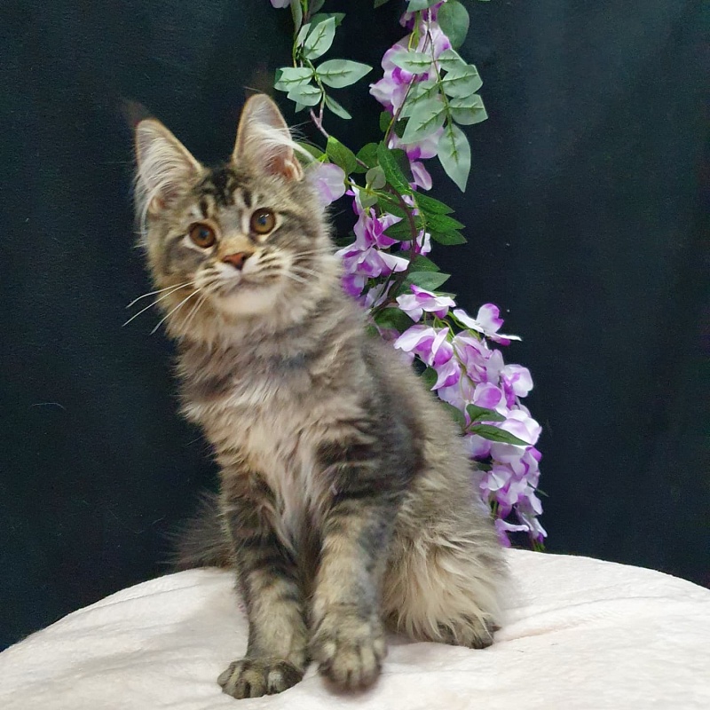 Margosha Akbars - Kitten maine-coon 3 months 3 weeks