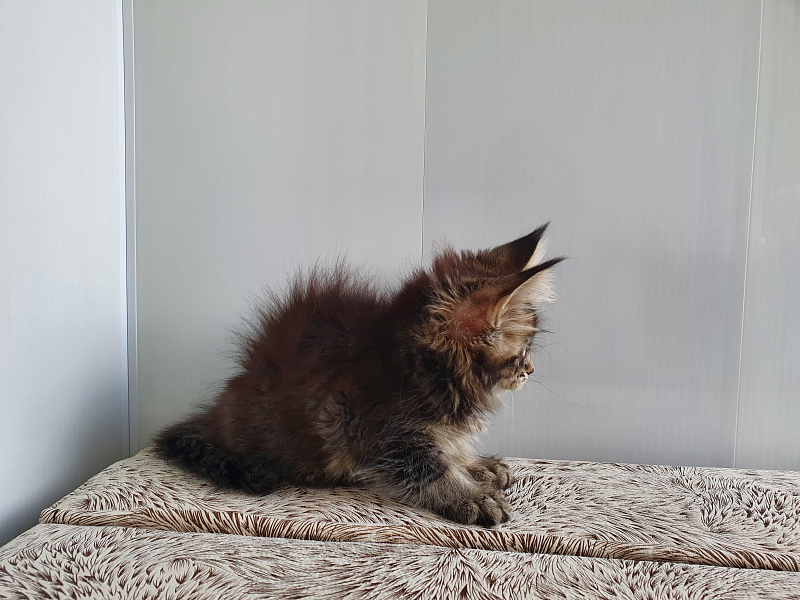 Margosha Akbars - Kitten maine-coon 1 month 3 weeks