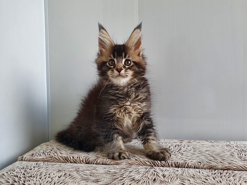 Margosha Akbars - Kitten maine-coon 1 month 3 weeks