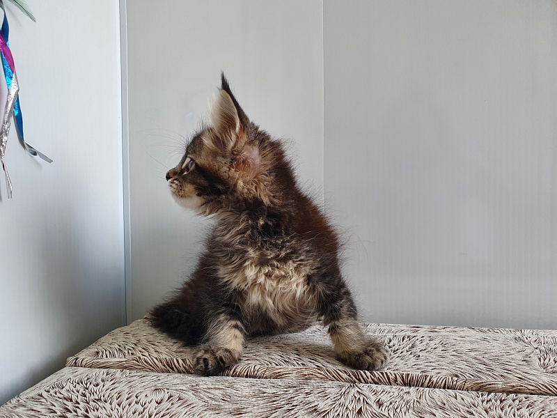 Margosha Akbars - Kitten maine-coon 1 month 3 weeks