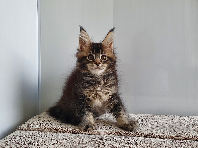 Margosha Akbars - Kitten maine-coon 1 month 3 weeks