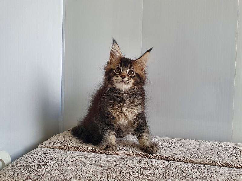 Margosha Akbars - Kitten maine-coon 1 month 3 weeks
