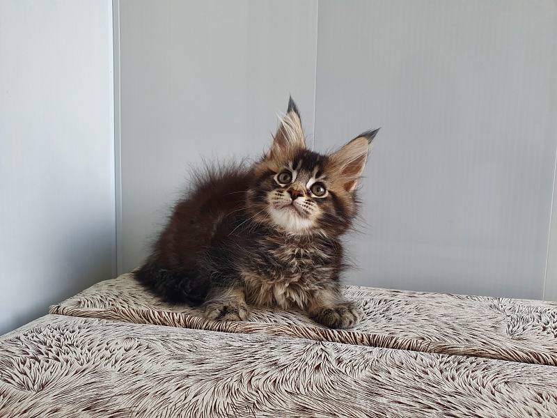 Margosha Akbars - Kitten maine-coon 1 month 3 weeks