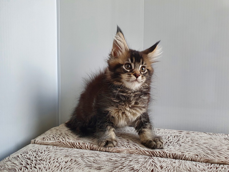 Margosha Akbars - Kitten maine-coon 1 month 3 weeks