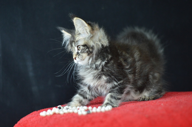Milly Akbars - Kitten maine-coon 2 months
