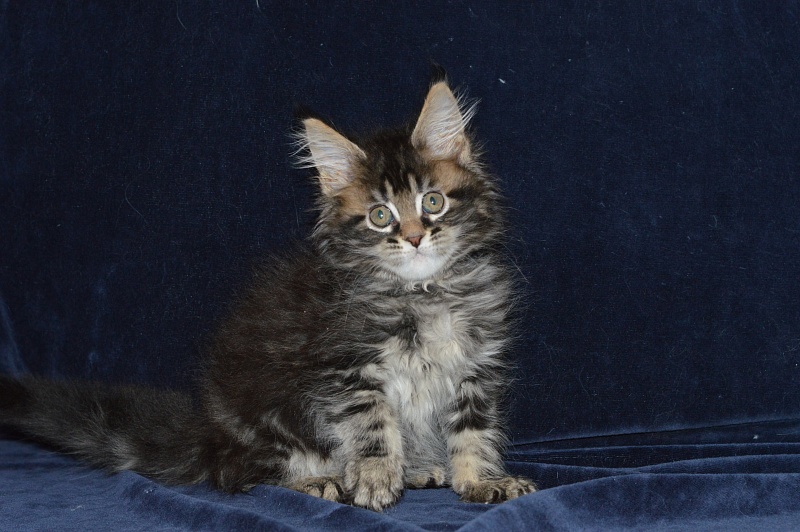 Milly Akbars - Kitten maine-coon 1 month 3.5 weeks