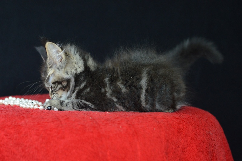 Milly Akbars - Kitten maine-coon 2 months