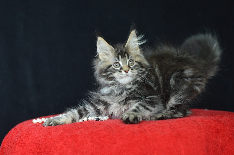 Milly Akbars - Kitten maine-coon 2 months