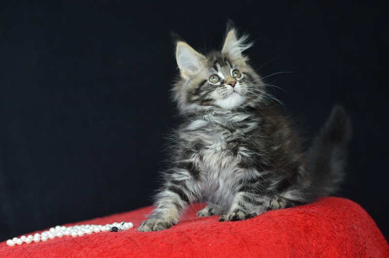 Milly Akbars - Kitten maine-coon 2 months