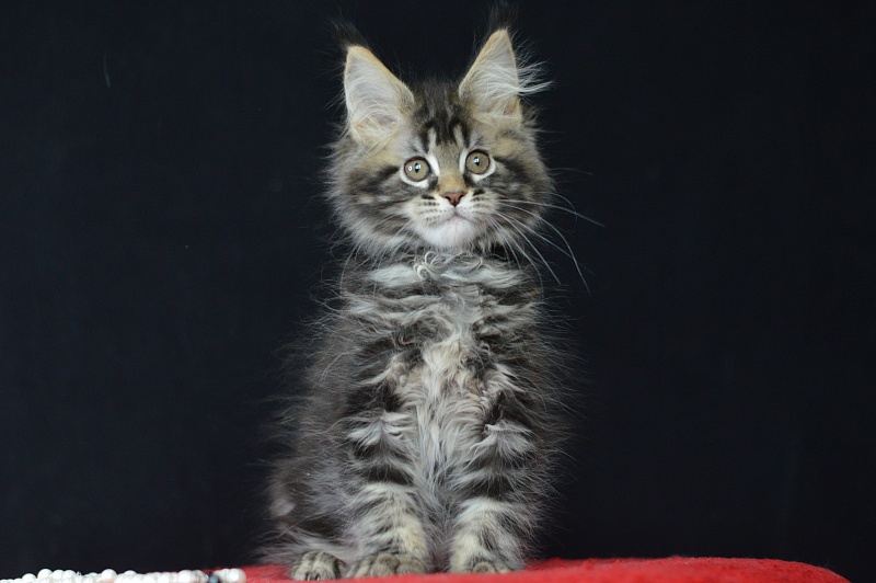 Milly Akbars - Kitten maine-coon 2 months