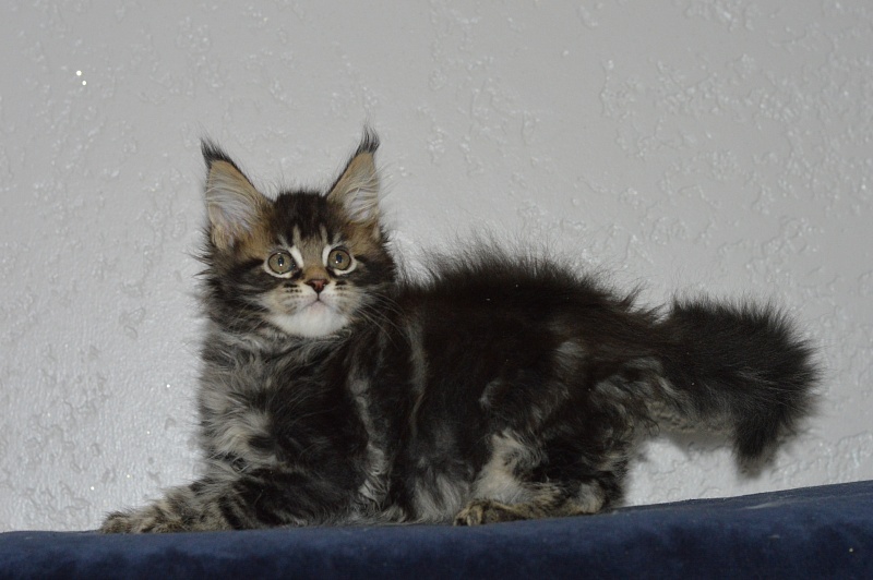 Milly Akbars - Kitten maine-coon 1 month 2.5 weeks
