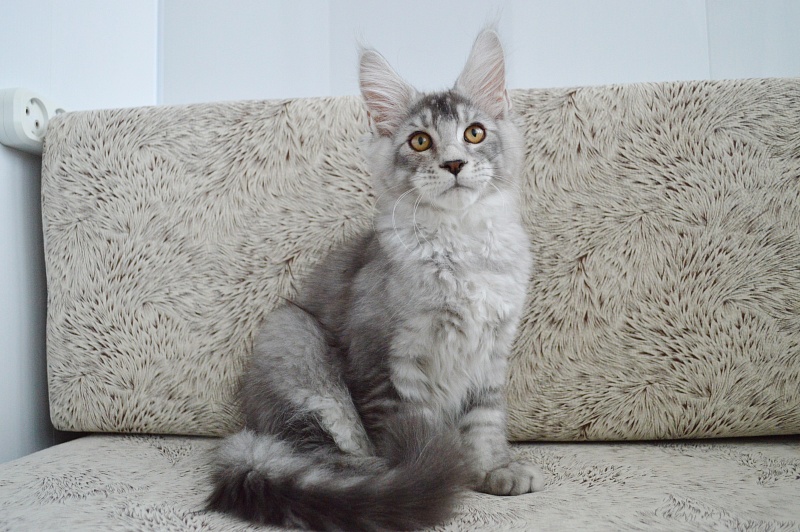 Leroy Akbars - Kitten maine-coon 3 months