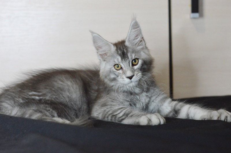Leroy Akbars - Kitten maine-coon 2 months 2 weeks