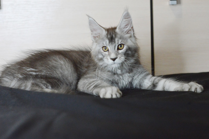 Leroy Akbars - Kitten maine-coon 2 months 2 weeks