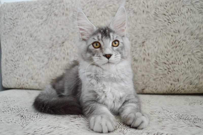 Leroy Akbars - Kitten maine-coon 3 months