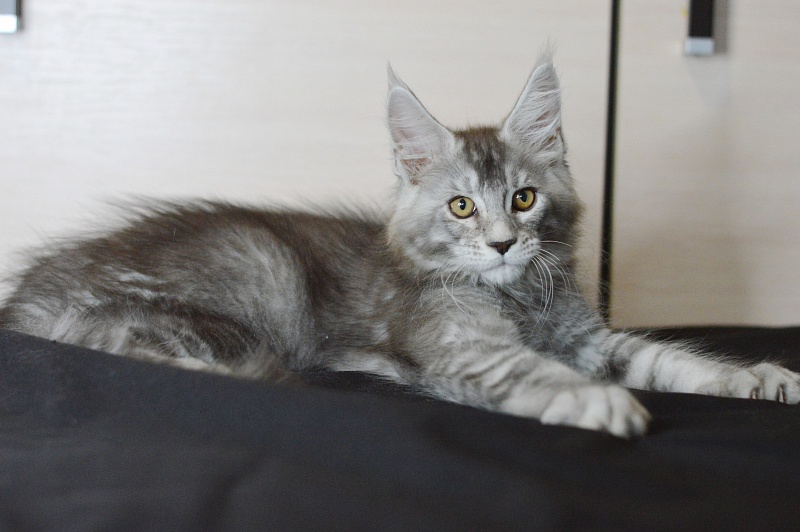 Leroy Akbars - Kitten maine-coon 2 months 2 weeks