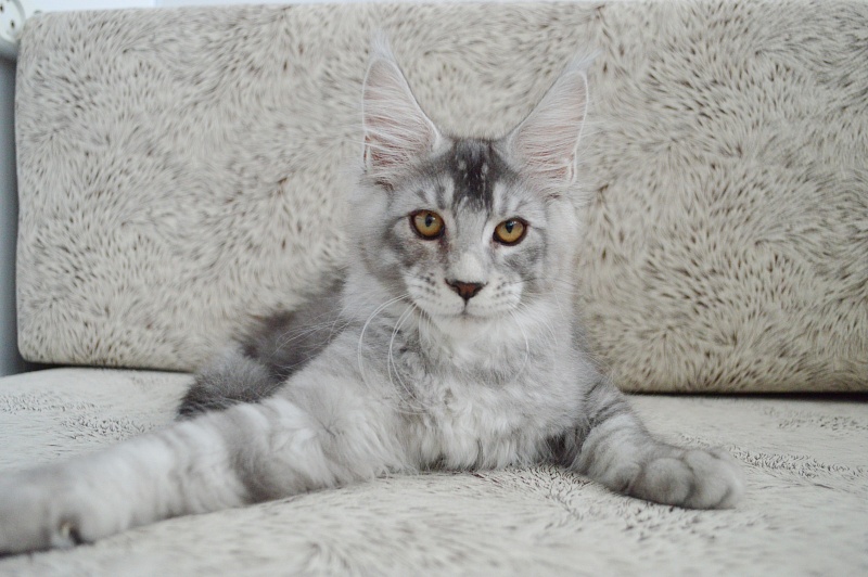 Leroy Akbars - Kitten maine-coon 3 months