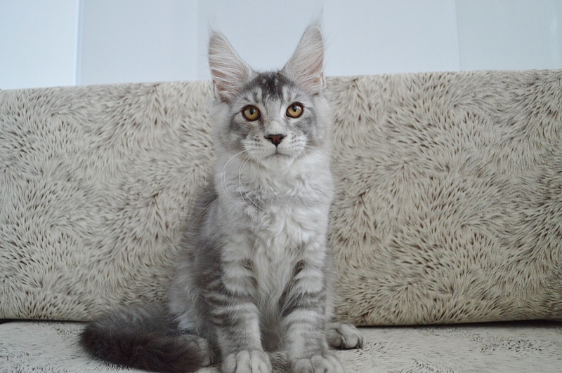 Leroy Akbars - Kitten maine-coon 3 months
