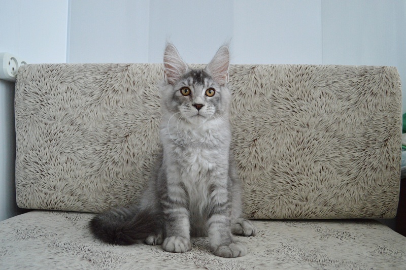 Leroy Akbars - Kitten maine-coon 3 months