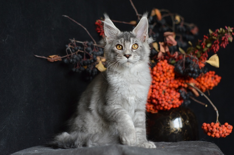 Leroy Akbars - Kitten maine-coon 3 months 2.5 weeks