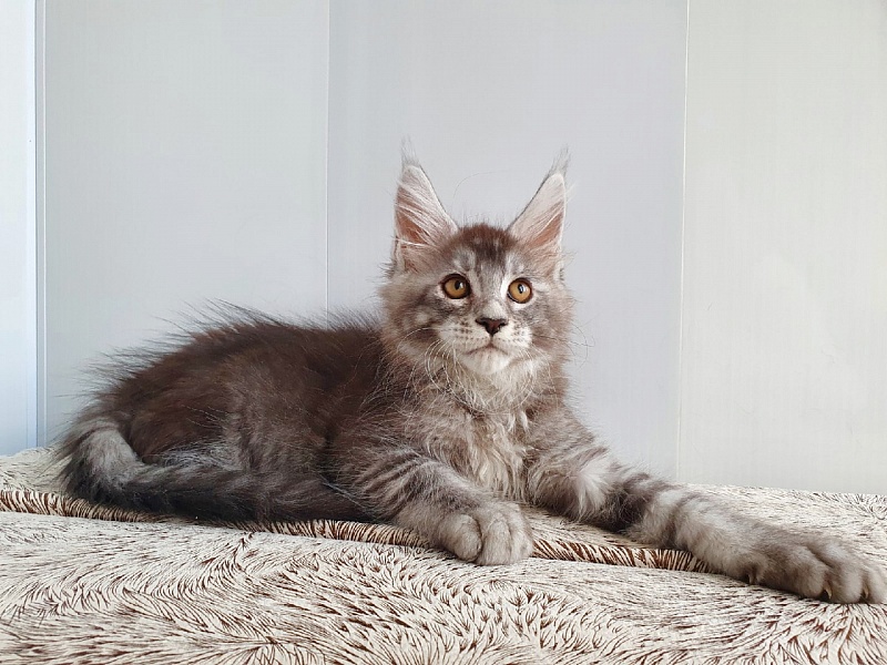 Leroy Akbars - Kitten maine-coon 2 months