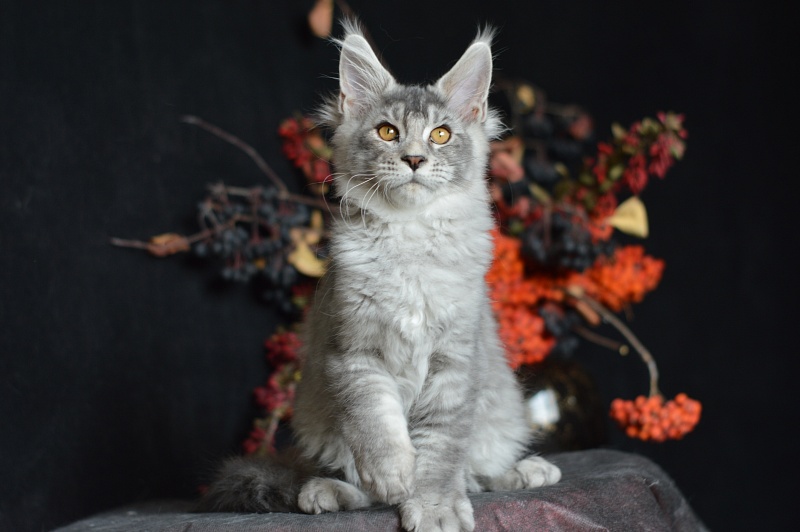 Leroy Akbars - Kitten maine-coon 3 months 2.5 weeks