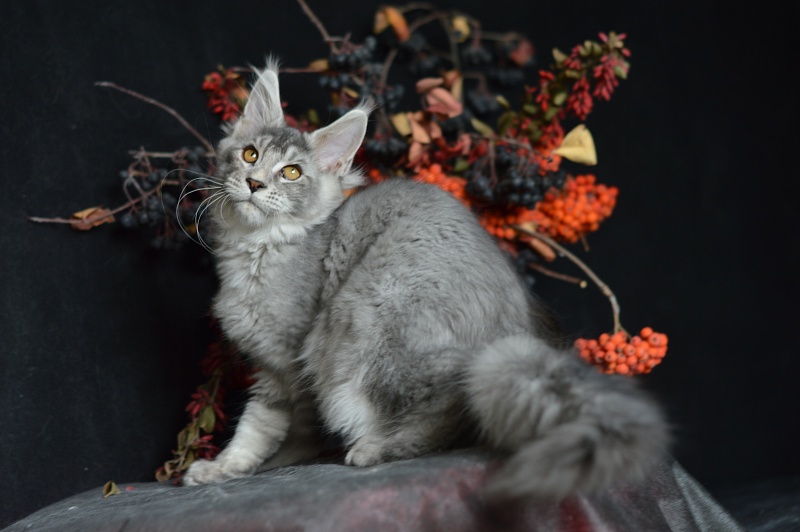 Leroy Akbars - Kitten maine-coon 3 months 2.5 weeks