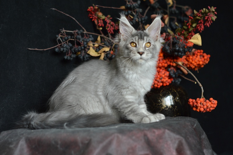 Leroy Akbars - Kitten maine-coon 3 months 2.5 weeks