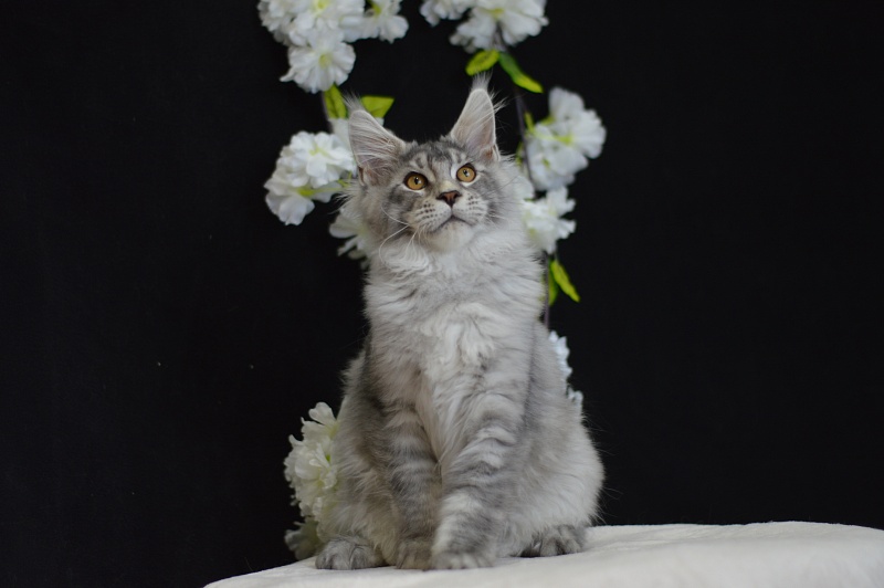 Leroy Akbars - Kitten maine-coon 4 months 0.5 weeks