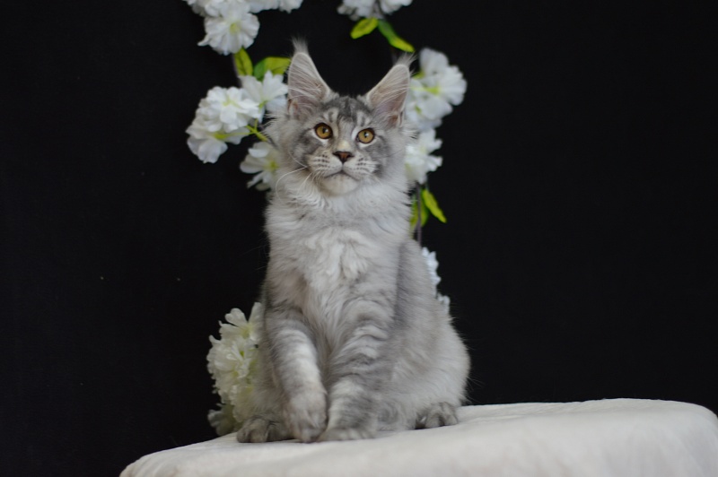 Leroy Akbars - Kitten maine-coon 4 months 0.5 weeks