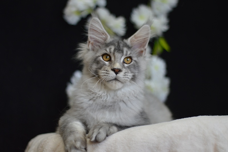 Leroy Akbars - Kitten maine-coon 4 months 0.5 weeks