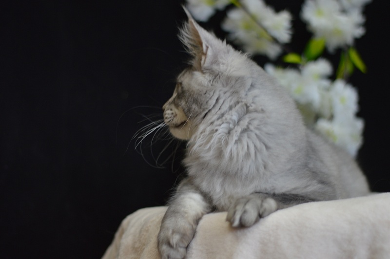 Leroy Akbars - Kitten maine-coon 4 months 0.5 weeks