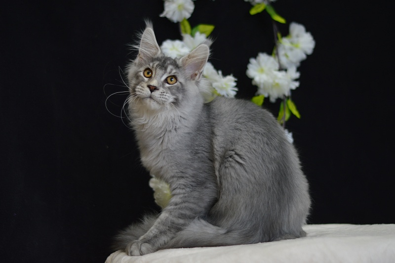 Leroy Akbars - Kitten maine-coon 4 months 0.5 weeks