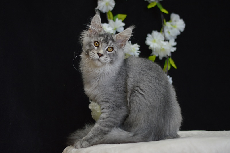 Leroy Akbars - Kitten maine-coon 4 months 0.5 weeks