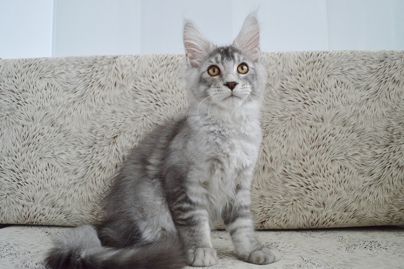Leroy Akbars - Kitten maine-coon 3 months