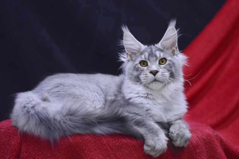 Leroy Akbars - Kitten maine-coon 4 months 2.5 weeks