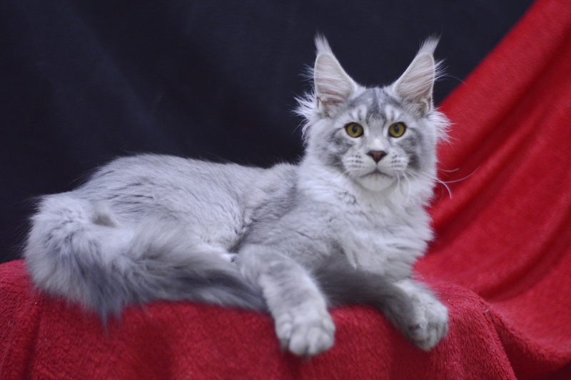Leroy Akbars - Kitten maine-coon 4 months 2.5 weeks